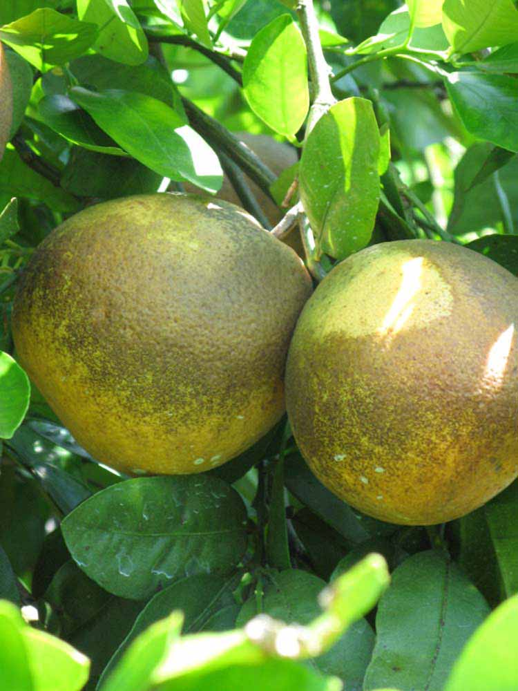            Fruit (Winter Haven, FL)   